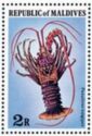 Longlegged Spiny Lobster (Panulirus longipes)