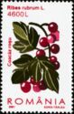 Red Currant (Ribes rubrum)