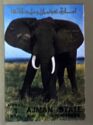 African Elephant (Loxodonta africana)