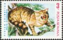 Wildcat (Felis silvestris)