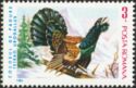 Western Capercaillie (Tetrao urogallus)