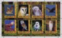 Owls - Tyto alba - Barn Owls