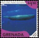Sperm whale (Physeter macrocephalus)