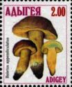 Boletus appendiculatus