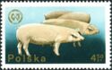 Domestic Pig (Sus scrofa domestica)