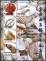 Seashells