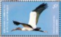 Wood Stork (Mycteria americana)