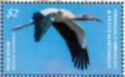 Wood Stork (Mycteria americana)