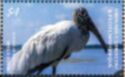 Wood Stork (Mycteria americana)