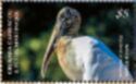 Wood Stork (Mycteria americana)