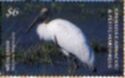 Wood Stork (Mycteria americana)