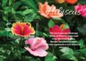 Chinese Hibiscus mini sheet