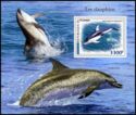 Pacific White-sided Dolphin (Lagenorhynchus obliquidens)