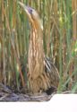 Eurasian Bittern (Botaurus stellaris)