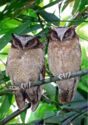 Two owls on branches