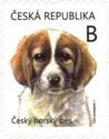 Czech Mountain Dog Puppies (Canis lupus familiaris)
