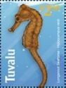 Longsnout Seahorse (Hippocampus reidi)