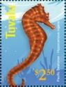 Pacific Seahorse (Hippocampus ingens)