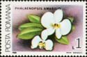 Moon Orchid (Phalaenopsis amabilis)