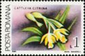 Tulip Orchid (Cattleya citrina)