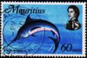 Indo-Pacific Blue Marlin (Makaira mazara)