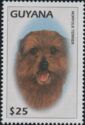 Norfolk Terrier