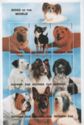 Dog Breeds
