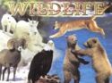 Canadian Wildlife