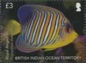 Royal Angelfish (Pygoplites diacanthus)