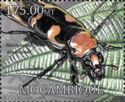 Nicrophorus americanus