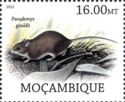 Gould's Mouse (Pseudomys gouldii)