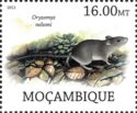 Tres Marias Rice Rat (Oryzomys nelsoni)