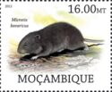 Bavarian Pine Vole (Microtis bavaricus)