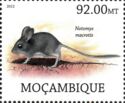 Big-eared Hopping Mouse (Notomys macrotis)
