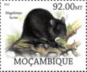 St Lucia Giant Rice Rat (Megalomys luciae)