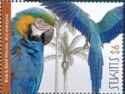 Blue-and-Gold Macaw (Ara ararauna)