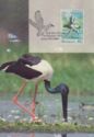 Black-necked Stork (Ephippiorhynchus asiaticus)