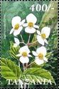 Begonia meyeri-johannis