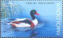 Common Shelduck (Tadorna tadorna)