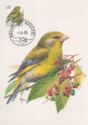 European Greenfinch (Carduelis chloris)