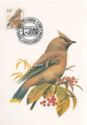 Bohemian Waxwing (Bombycilla garrulus)