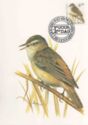 Sedge Warbler (Acrocephalus schoenobaenus)