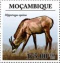 Roan Antelope (Hippotragus equinus)