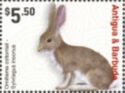 Omilteme Cottontail (Sylvilagus insonus)