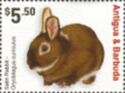 European rabbit