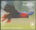 Eclectus Parrot (Eclectus roratus)