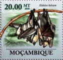 African Straw-coloured Fruit Bat (Eidolon helvum)