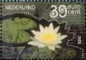Water Lily (Nymphaea alba)