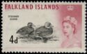 Falkland Steamer Duck (Tachyeres brachypterus)