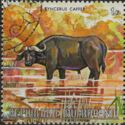 African Buffalo (Syncerus caffer)